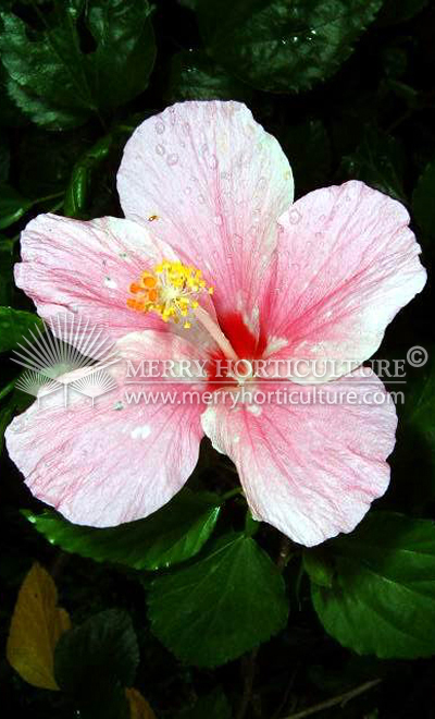 Hibiscus syriacus